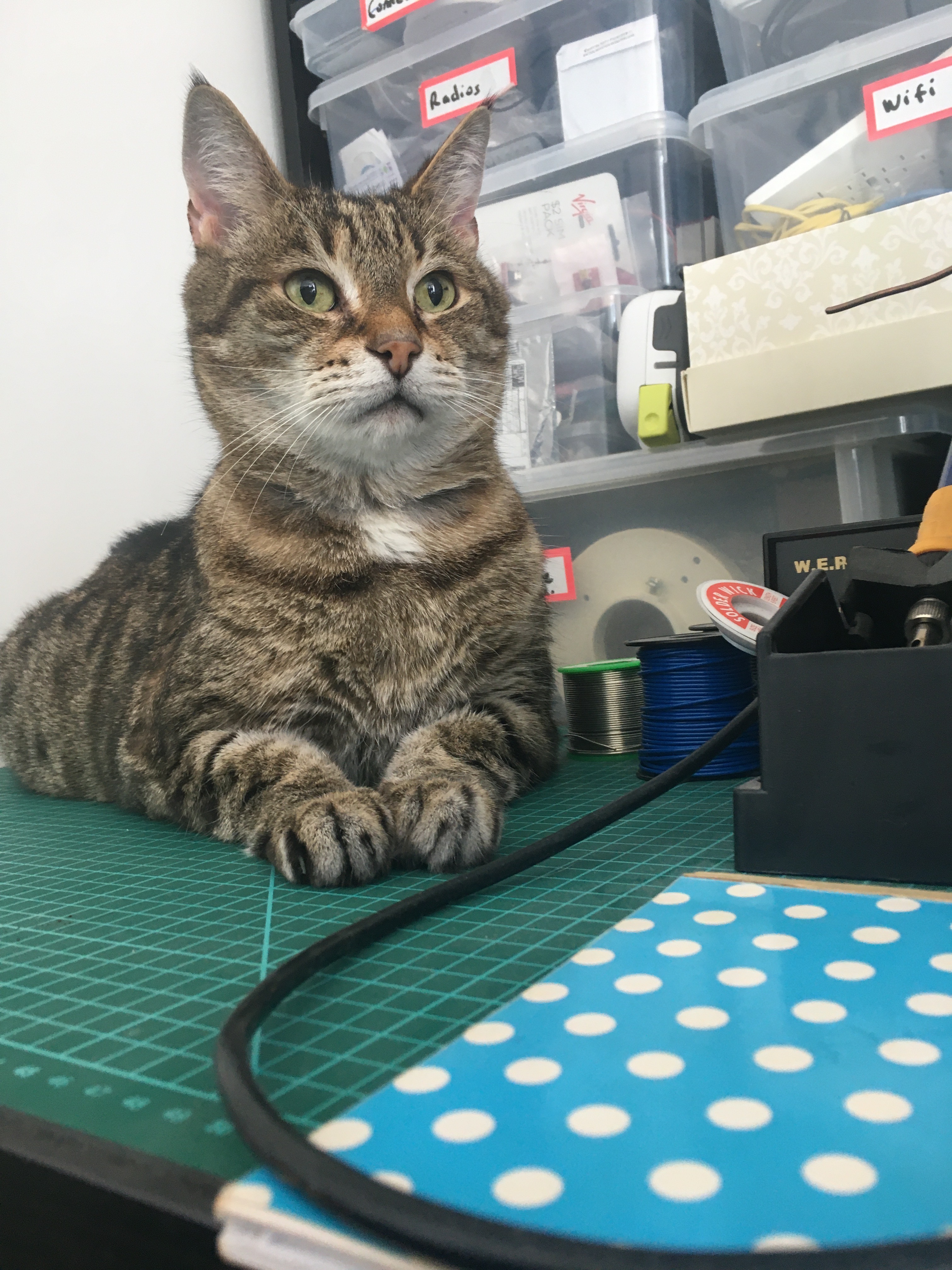 Duke the cat