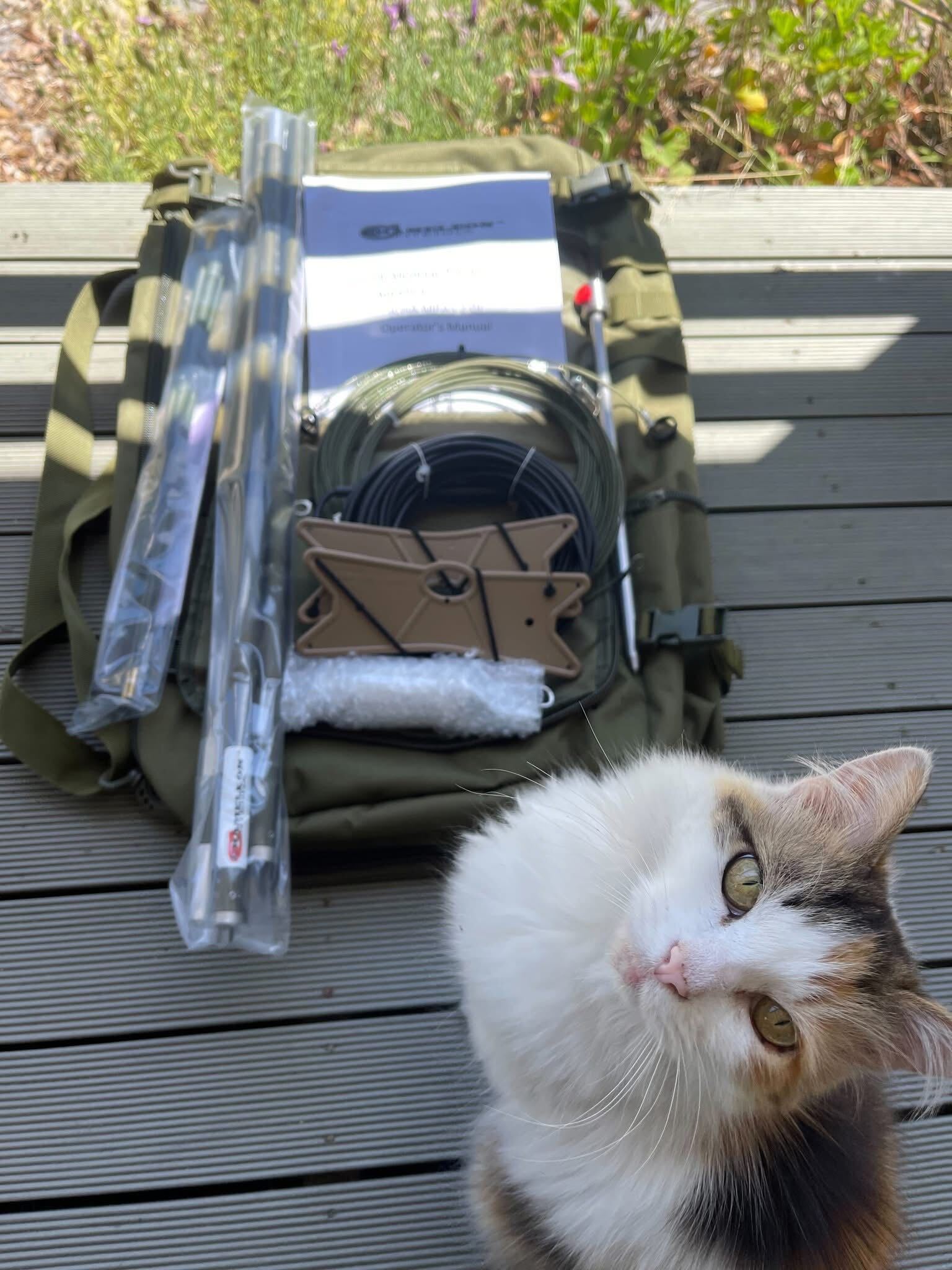 KitCat the cat